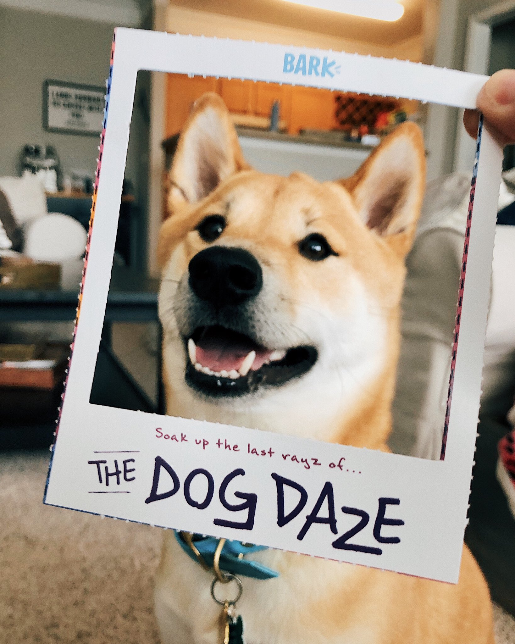 The Dog Daze